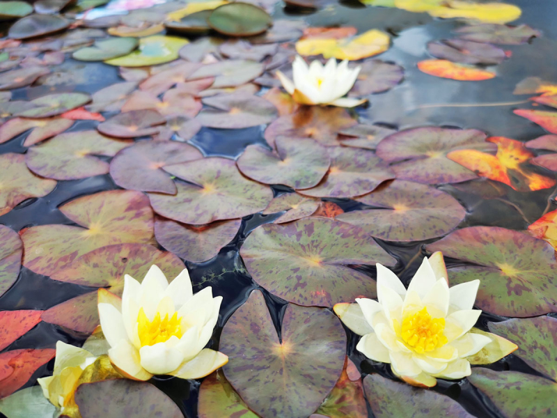 Preview: Seerose Nymphaea Joey Tomocik